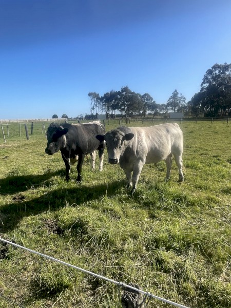 Commercial Speckle Park Bulls