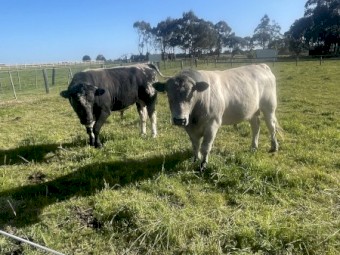 Commercial Speckle Park Bulls