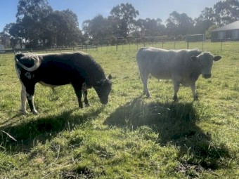 Commercial Speckle Park Bulls