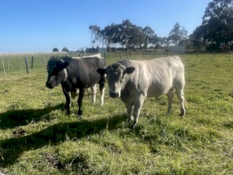 Commercial Speckle Park Bulls