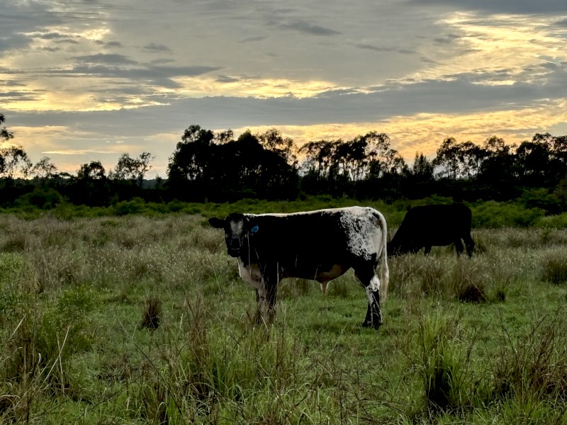 Speckle Park/ Angus Bulls