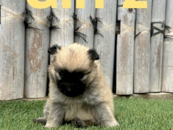 Shepard x Spitz