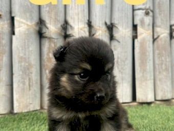 Shepard x Spitz