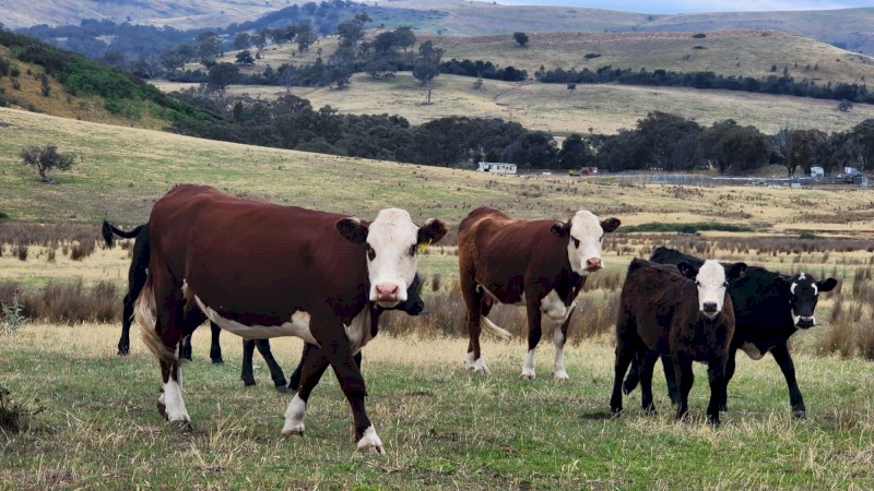 Cattle - Cow and Calves for sale