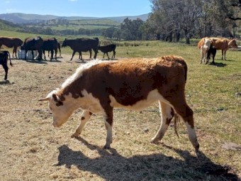 Cattle - Cow and Calves for sale