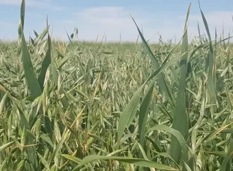 50mt Kingbale Oats