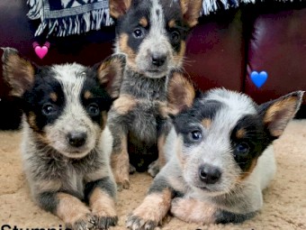 Australian Cattle Dog Stumpy Tails
