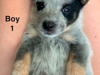 Australian Cattle Dog Stumpy Tails