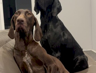 Pure German pointer puppies 