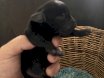 Pure German pointer puppies 