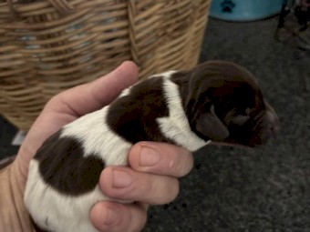 Pure German pointer puppies 