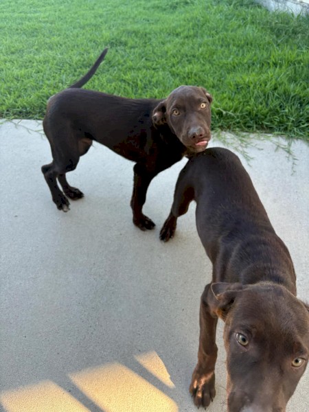 Kelpie Purebred 