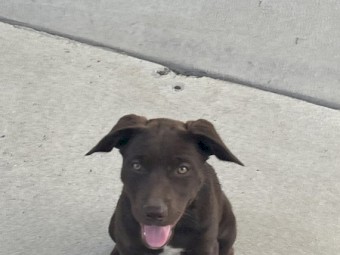 Kelpie Purebred 