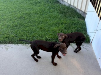 Kelpie Purebred 