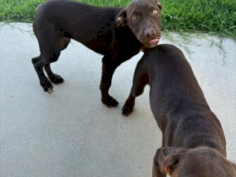 Kelpie Purebred 