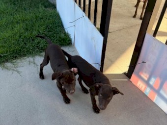 Kelpie Purebred 