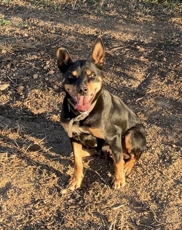 Kelpie Bitch Trained 