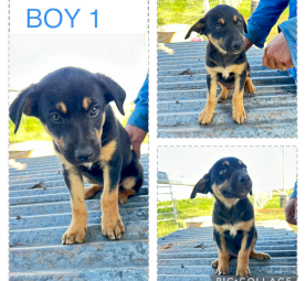 Working Dogs - Proven Litter