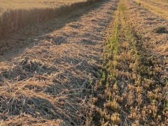 Oaten Small Hay Bales