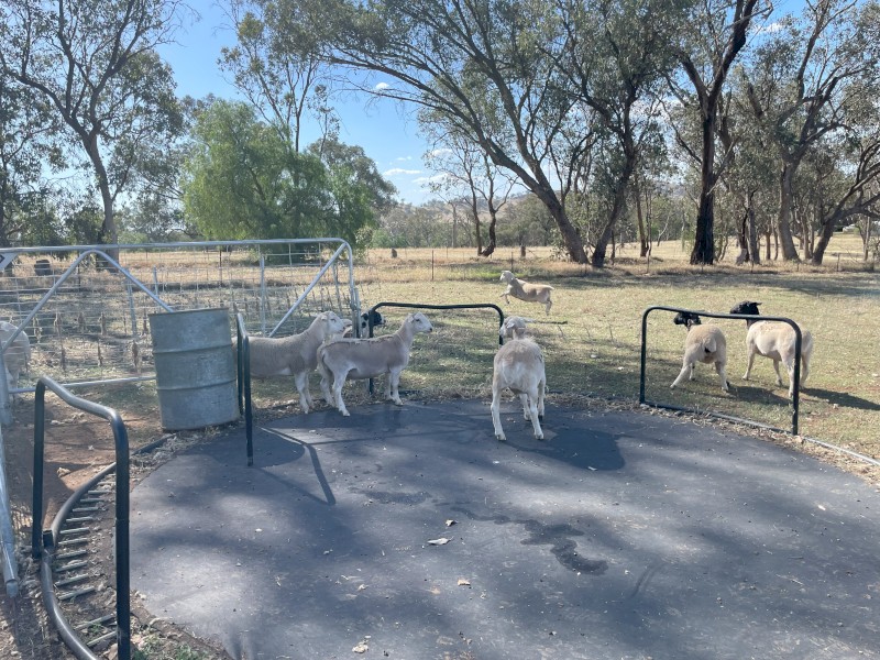 Breeding Flock of Dorper Ewes with the last drop of lambs that are approximately 6 months old