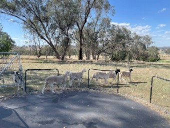 Breeding Flock of Dorper Ewes with the last drop of lambs that are approximately 6 months old