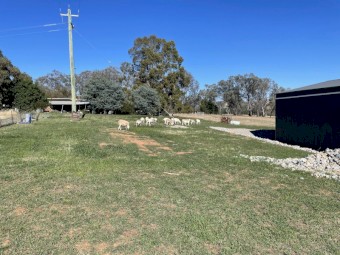Breeding Flock of Dorper Ewes with the last drop of lambs that are approximately 6 months old