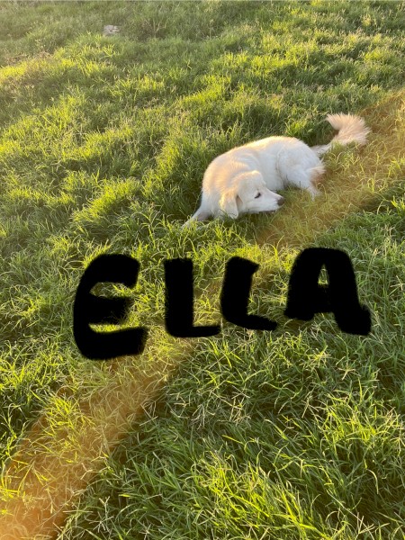 15mth old Female Maremma