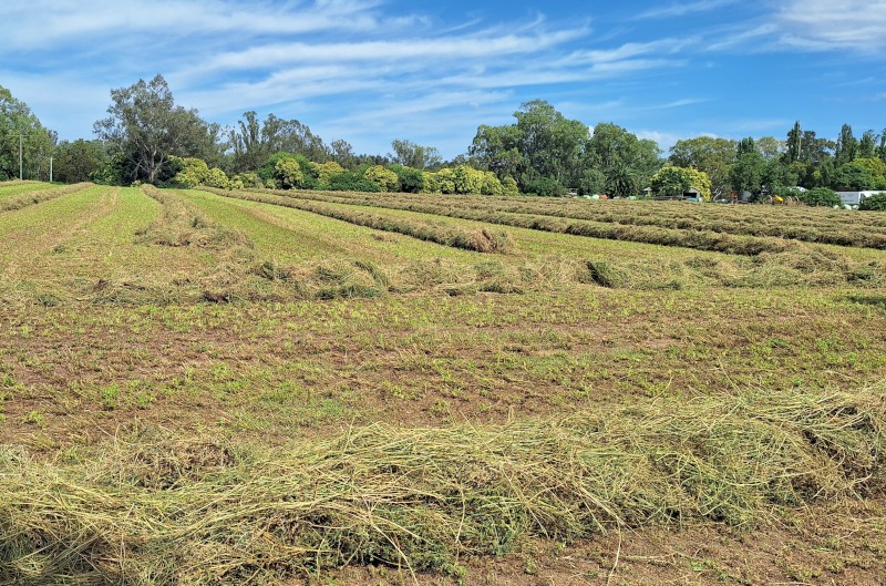 100 x Lucerne Bales 330kg 8x3x3 Bales
