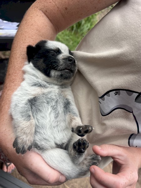 Blue Heeler/Cattle Dogs