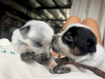 Blue Heeler/Cattle Dogs