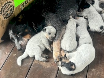 Blue Heeler/Cattle Dogs