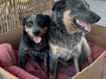 Blue Heeler/Cattle Dogs