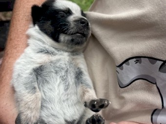 Blue Heeler/Cattle Dogs