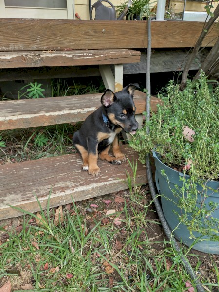 3 Purebred Male Kelpie Pups