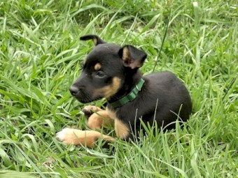 3 Purebred Male Kelpie Pups