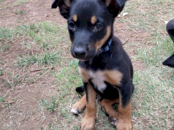 3 Purebred Male Kelpie Pups