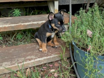 3 Purebred Male Kelpie Pups