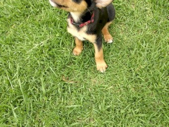 3 Purebred Male Kelpie Pups
