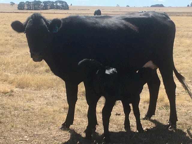 Angus x Friedan Heifers with Calves