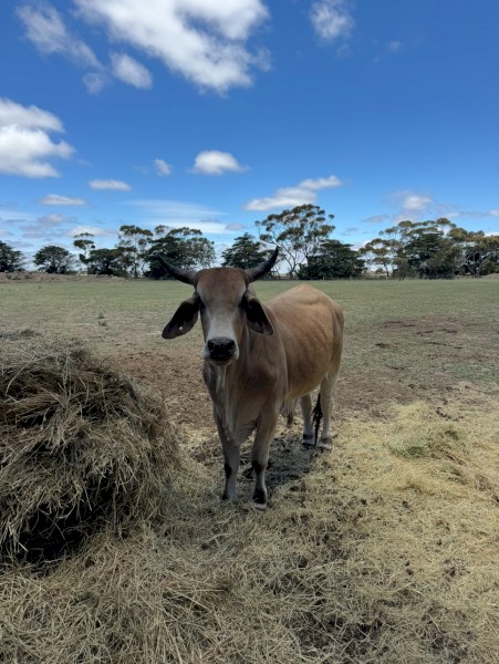 2 x Pure bred Brahman Bulls (3yo & 1yo)