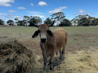 2 x Pure bred Brahman Bulls (3yo & 1yo)