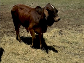 2 x Pure bred Brahman Bulls (3yo & 1yo)