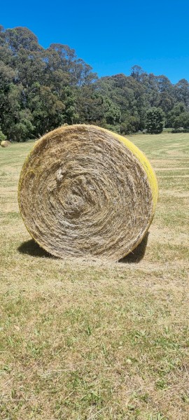 46 x Pasture Hay 6x4 Round Bales