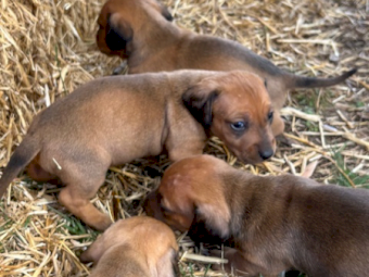 Jack Hound Puppies (Sausage Dog X Jack Russell)