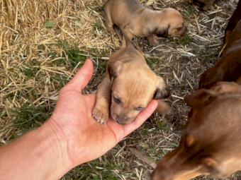 Jack Hound Puppies (Sausage Dog X Jack Russell)