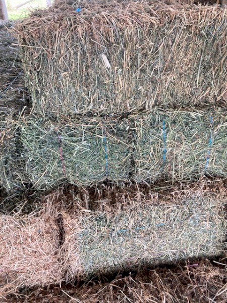 Quality Seasoned  heavy  Lucerne Small Squares 540 bales also 270 bale loads available