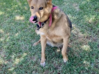 Kelpie Female 7 years old