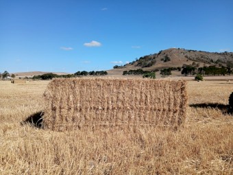 Wheaten/Rye Header Trailing's straw 8x4x3