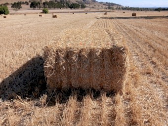 Wheaten/Rye Header Trailing's straw 8x4x3
