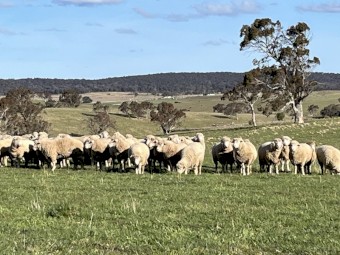Poll Dorset Rams with strong quality bloodlines